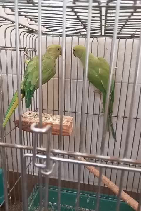 طوطی ملنگو ماده|پرنده|قم, سراجه (۱۵ خرداد)|دیوار