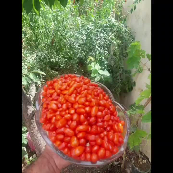 نهال گوجی بری ( نهال پول ساز ) ضدسرطان ضد پیری|خدمات باغبانی و درختکاری|چناران, |دیوار