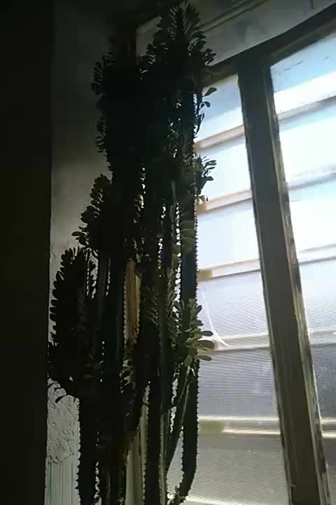 گل تخفیف هم داره|گل مصنوعی|یاسوج, |دیوار