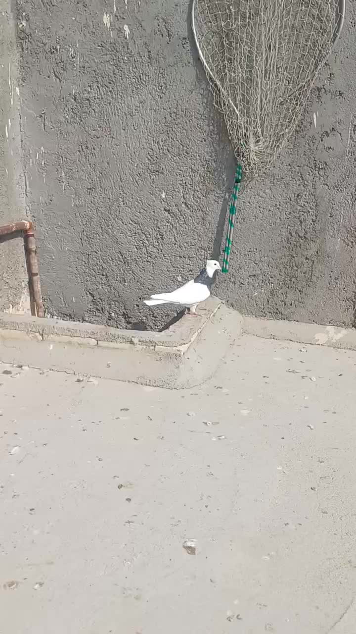 طوقی زرین سیاه نر|پرنده|باوی, |دیوار