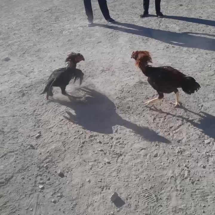 ۱۰ عدد مرغوخروس لاری اصیل|حیوانات مزرعه|میانه, |دیوار