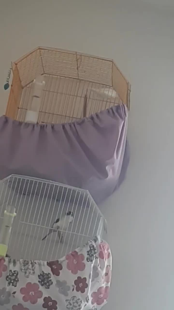 پرنده|پرنده|قزوین, |دیوار