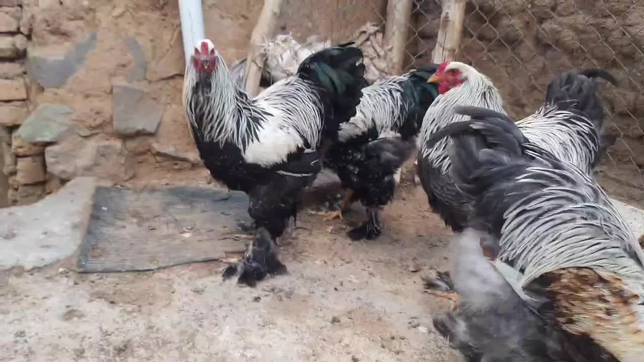 تخم مرغ نطفه دار برهما|حیوانات مزرعه|تهران, آذربایجان|دیوار