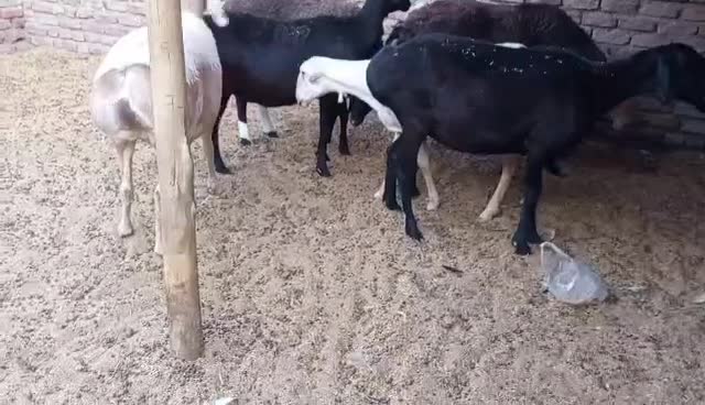 میش چینی قندوزی|حیوانات مزرعه|شیراز, سایت اداری|دیوار