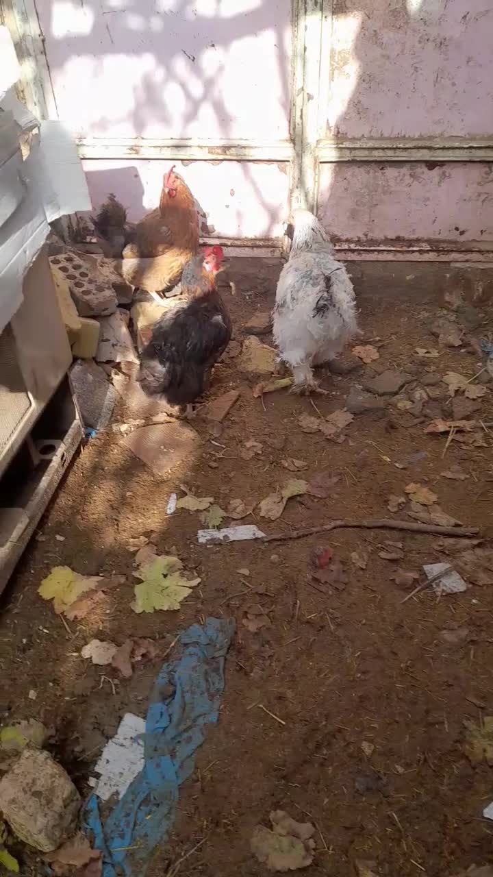 مرغ|حیوانات مزرعه|بردسکن, |دیوار