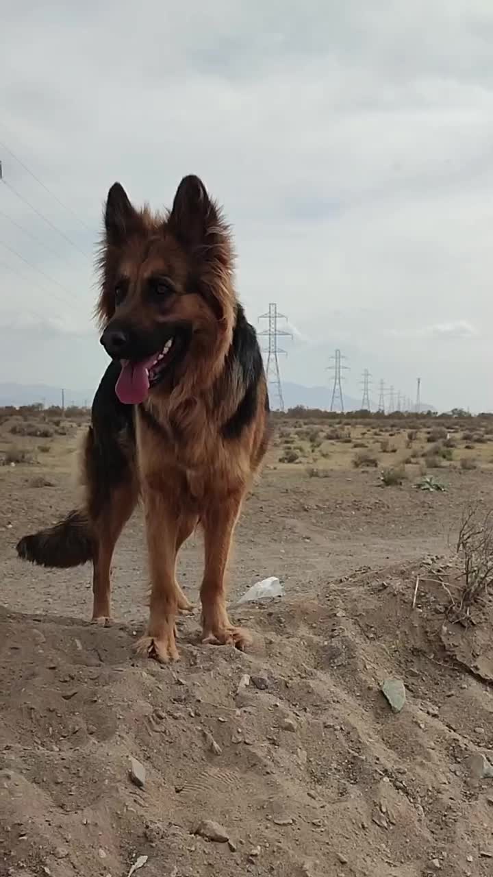 گمشده سگ ژرمن شپرد گم شده|حیوانات|سیرجان, |دیوار