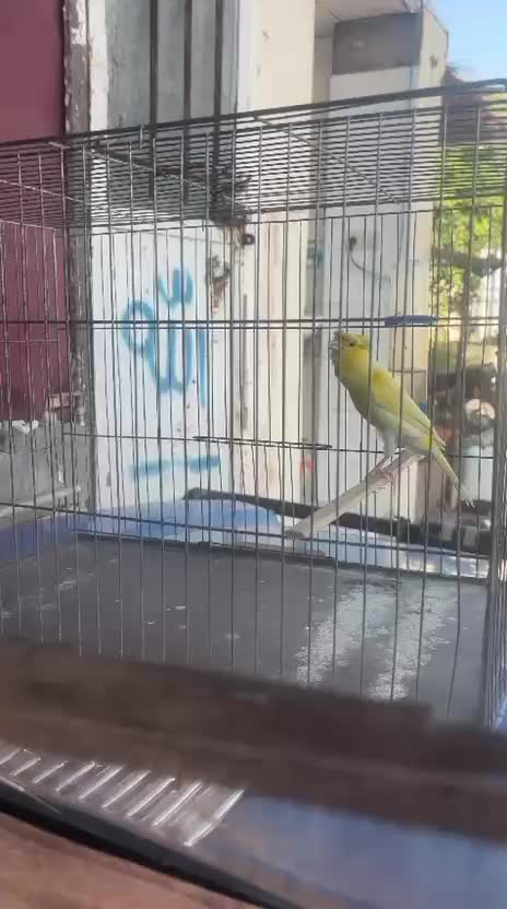 سه تا نر قناری|پرنده|نوبندگان, |دیوار