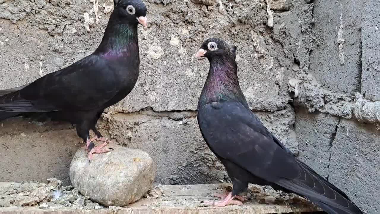 کبوتر زاغ|پرنده|جیرفت, |دیوار