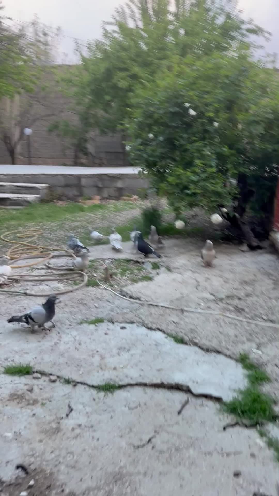 ژدذ|پرنده|یاسوج, |دیوار