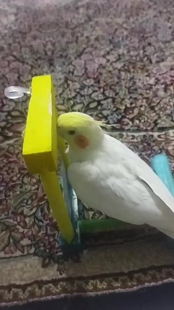 عروس هلندی رام|پرنده|کرمان, |دیوار