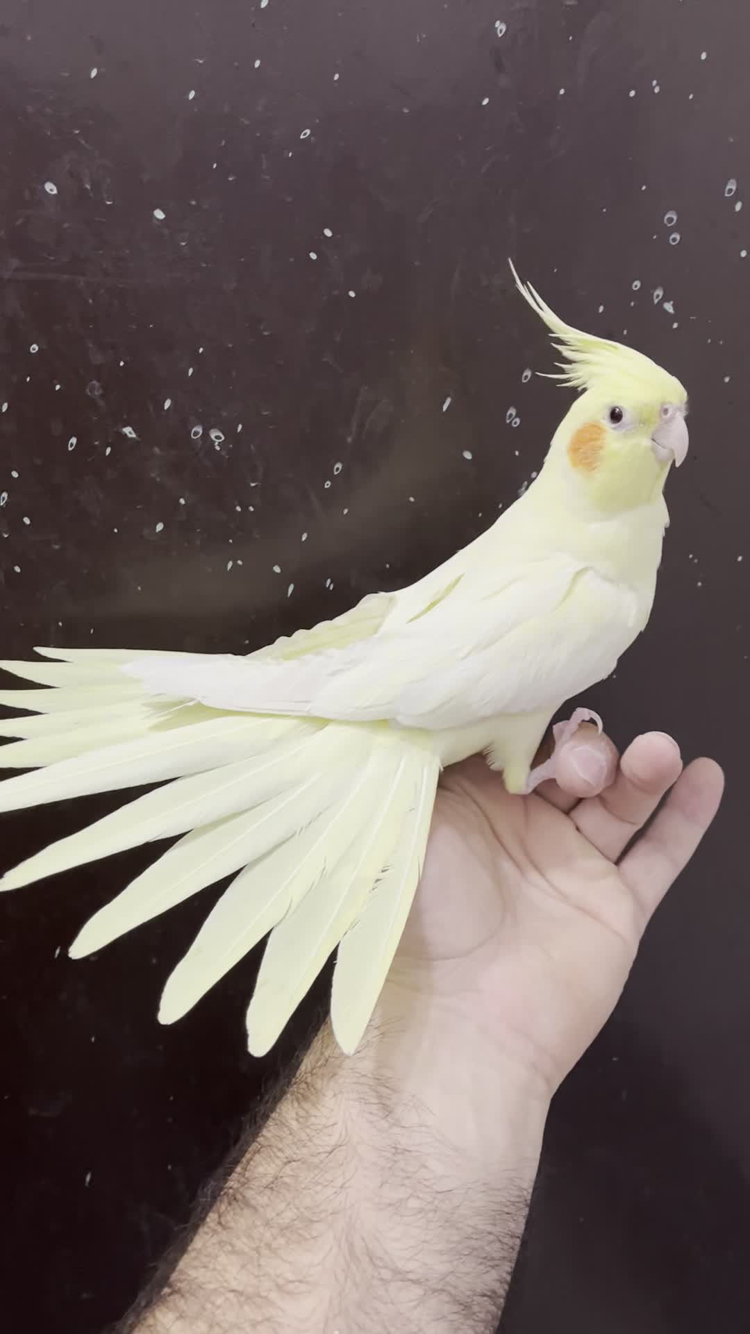 عروس هلندی لوتینو ماده زعفرونی آلبینو بالغ رام رام|پرنده|تهران, شکوفه (عبدل آباد)|دیوار