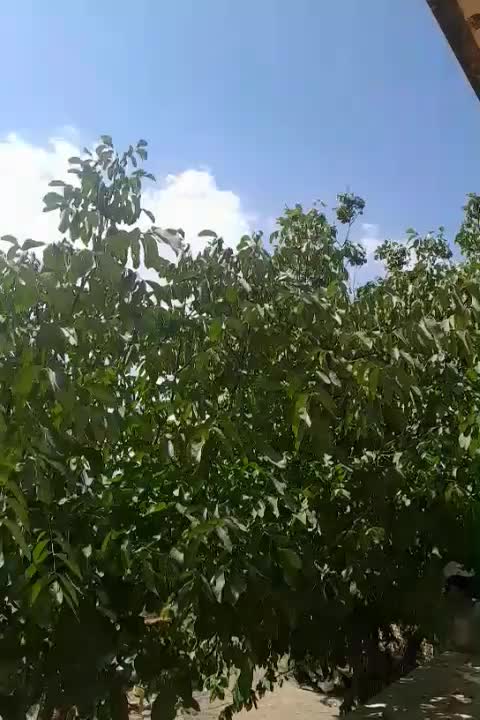 منزل اجاره در چادگان|اجارهٔ خانه و ویلا|اصفهان, تیران|دیوار