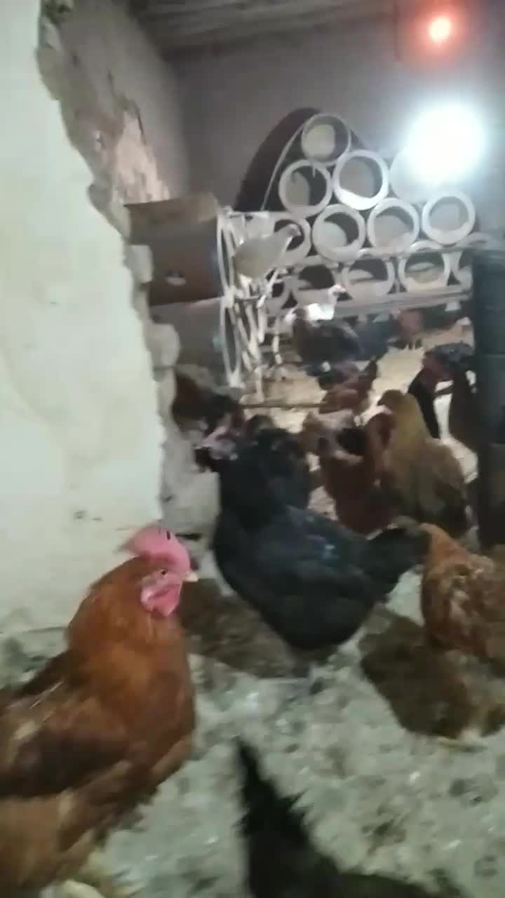 مرغ تخمگذار محلی|حیوانات مزرعه|الوند, |دیوار