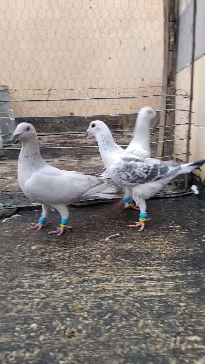 پولکی شامی ۲تا نر|پرنده|تربتحیدریه, ابوذر|دیوار