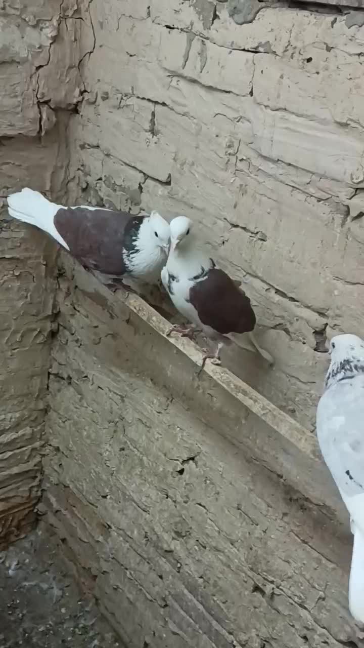 کبوتر هما|پرنده|شهر ری, شهرک نظامی|دیوار