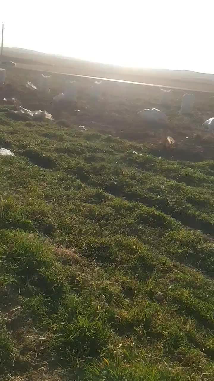 سیب زمینی درجه یک است و قیمتش مقطوع است|خوردنی و آشامیدنی|فرمهین, |دیوار