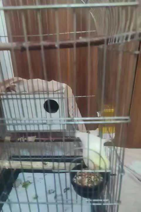 عروس هلندی|پرنده|تهران, تهرانپارس جنوبی|دیوار