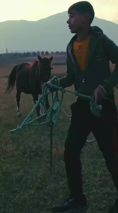 اسب|اسب و تجهیزات اسب‌سواری|سیلوانه, |دیوار