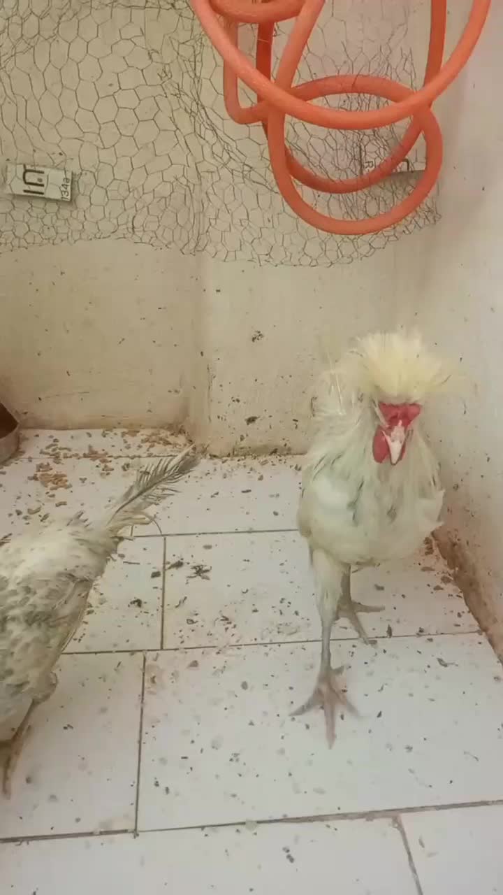 خروس محلی لهستانی|حیوانات مزرعه|مشهد, هدایت|دیوار