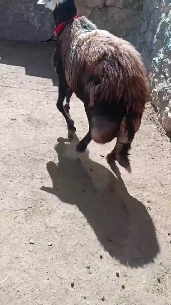 قوچ افشار پلنگی|حیوانات مزرعه|چادگان, |دیوار