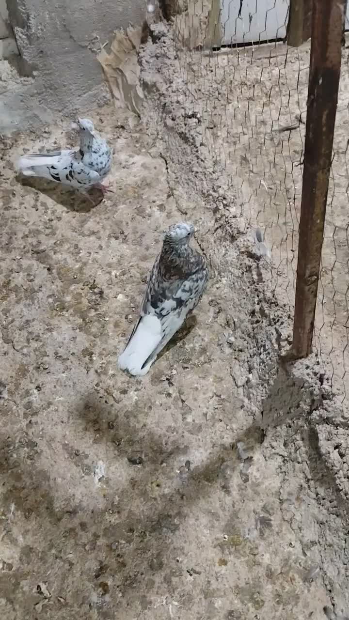 کبوتر کوهی دم سفید در سوسنگرد|پرنده|سوسنگرد, |دیوار