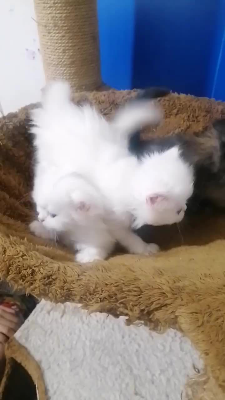 گربه پرشین|گربه|کرمانشاه, |دیوار