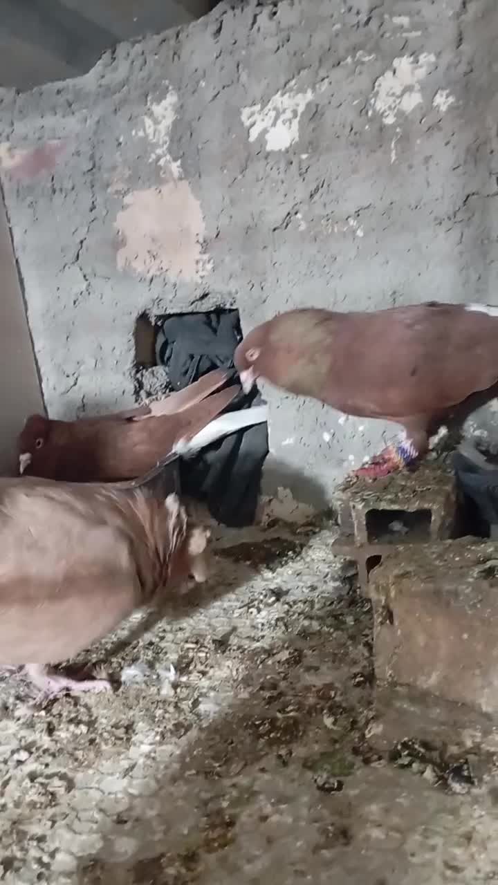 دم سفید و کرمانی|پرنده|بیرجند, |دیوار