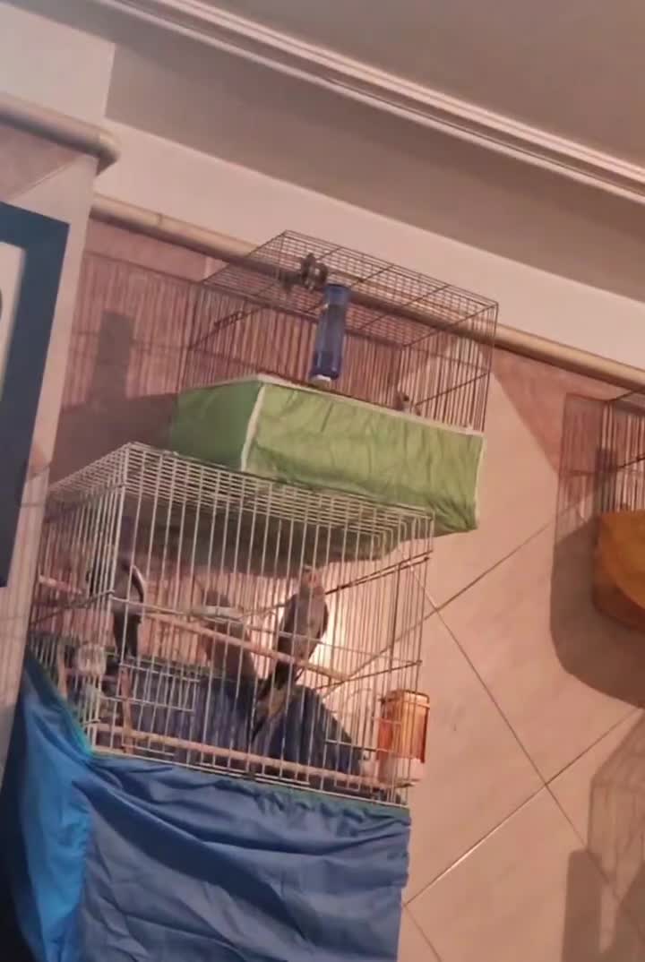 عروس هلندی گمشده|حیوانات|ساوه, |دیوار