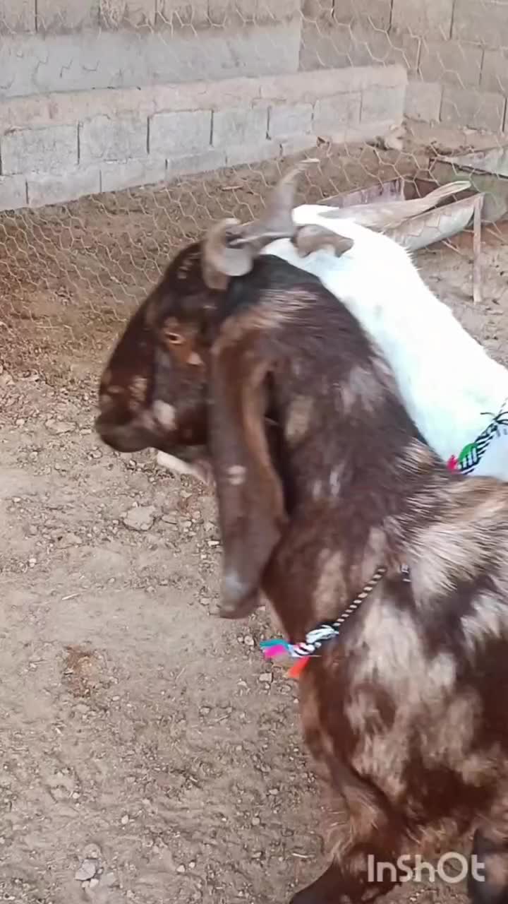 بزهای آبستن دورگ پاکستانی|حیوانات مزرعه|گنبد کاووس, |دیوار