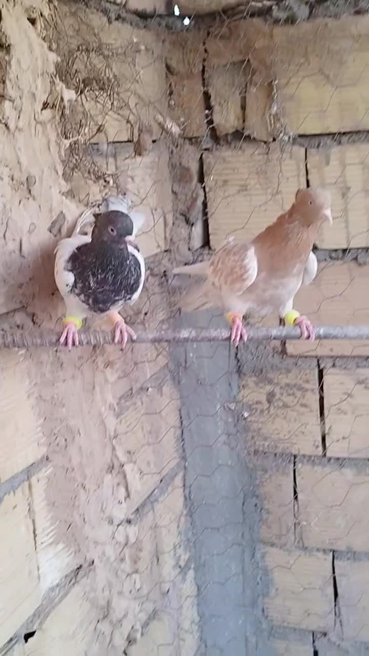 کفتر کله نرماده|پرنده|کاشمر, |دیوار