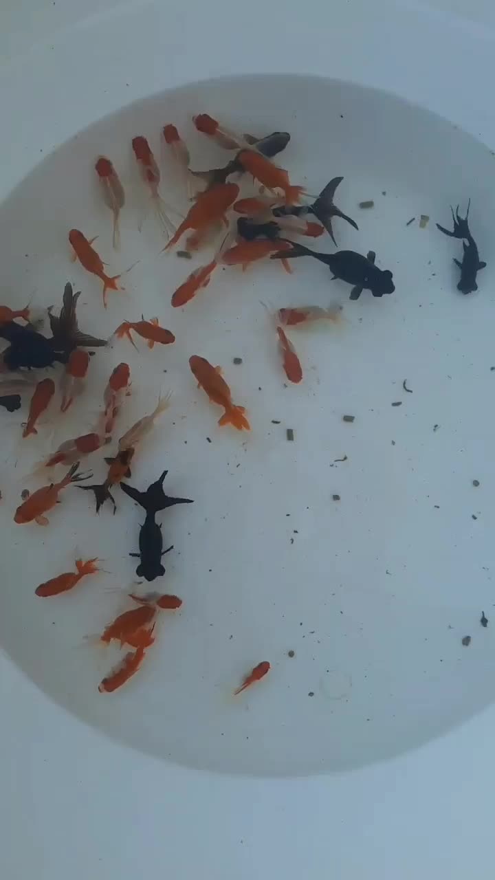 ماهی قرمزحسینی قرق|ماهی|گرگان, |دیوار