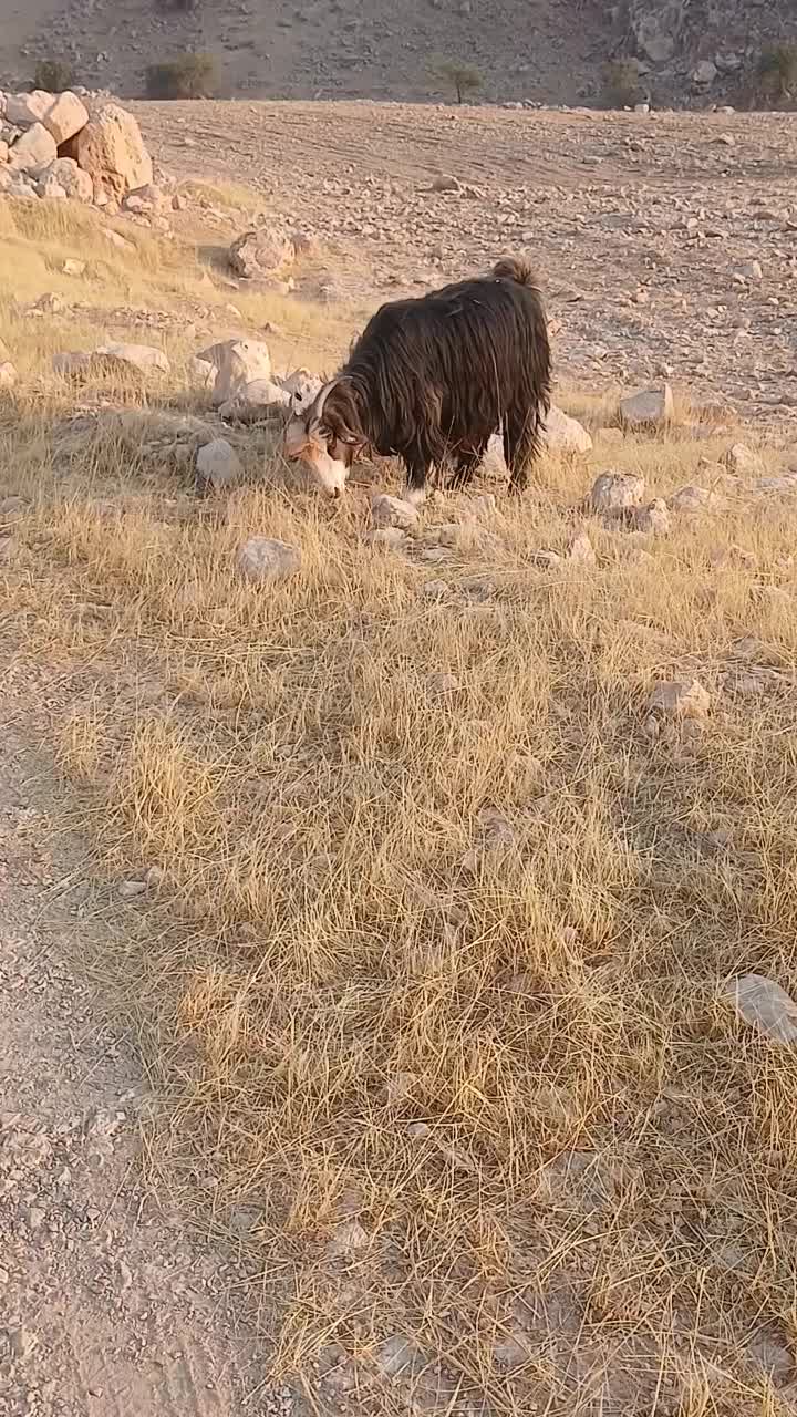 بز |حیوانات مزرعه|ایذه, |دیوار