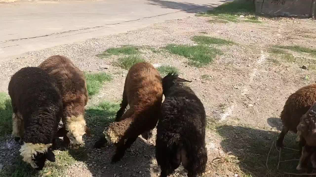 گوسفندوبره چاق|حیوانات مزرعه|علیآباد کتول, |دیوار