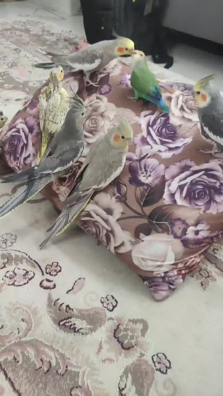 عروس و کوتوله|پرنده|مشهد, توس (بلوار توس)|دیوار