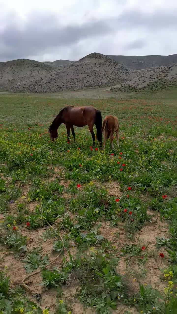 اسب|اسب و تجهیزات اسب‌سواری|گرمخان, |دیوار