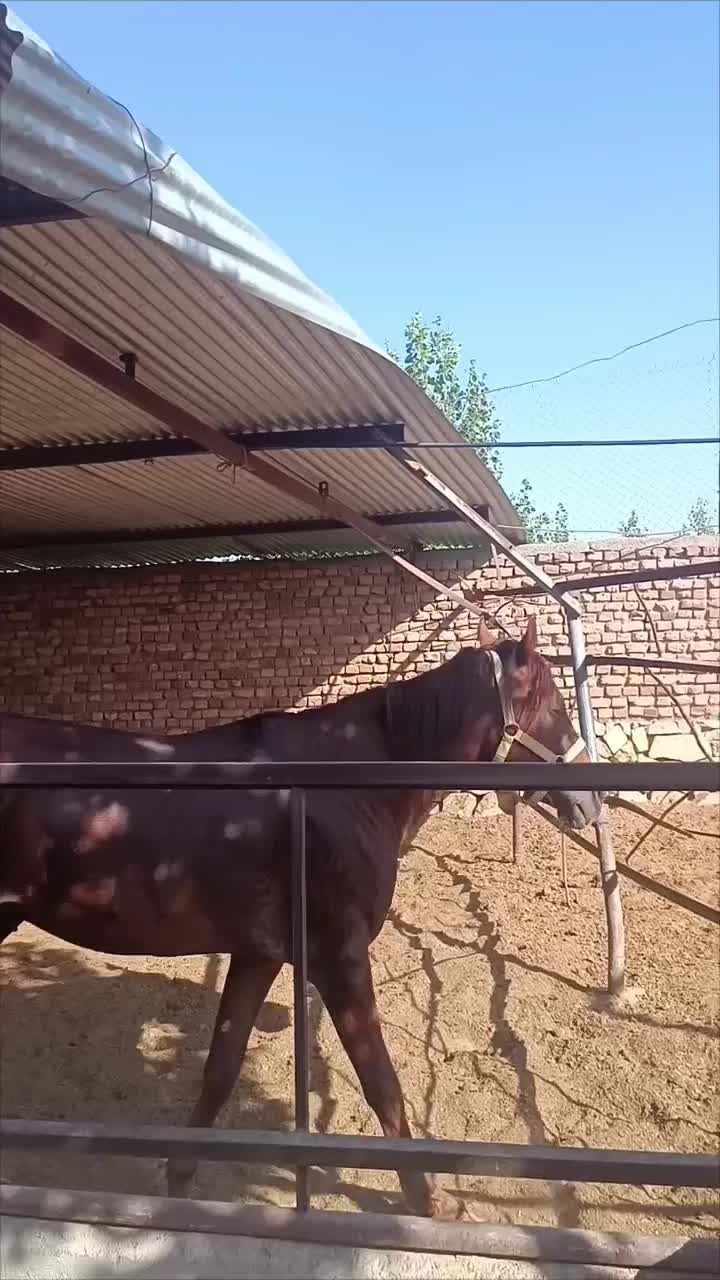 اسب کرد|اسب و تجهیزات اسبسواری|جوین, |دیوار