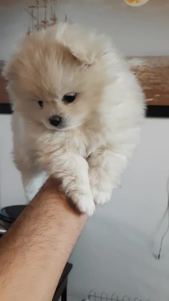 توله‌پامرین‌دوسر‌خرسی‌خالص|سگ|طرقبه, |دیوار