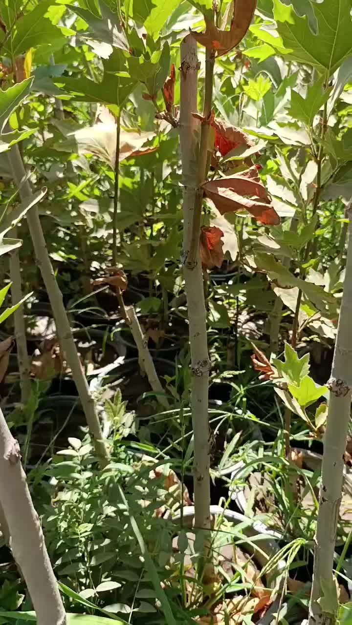 نهال سرزنی شده برای حفاظ دور باغ نهال چنار گلدونی|خدمات باغبانی و درختکاری|ایلام, |دیوار
