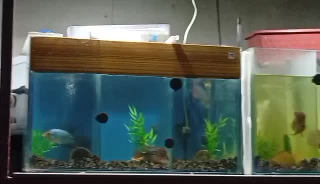 فروش فلاور دیونه فلاور زیادع شما چی میخای|ماهی|یزد, |دیوار