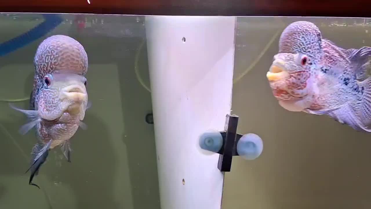 ماهی فلاور|ماهی|اسفراین, |دیوار