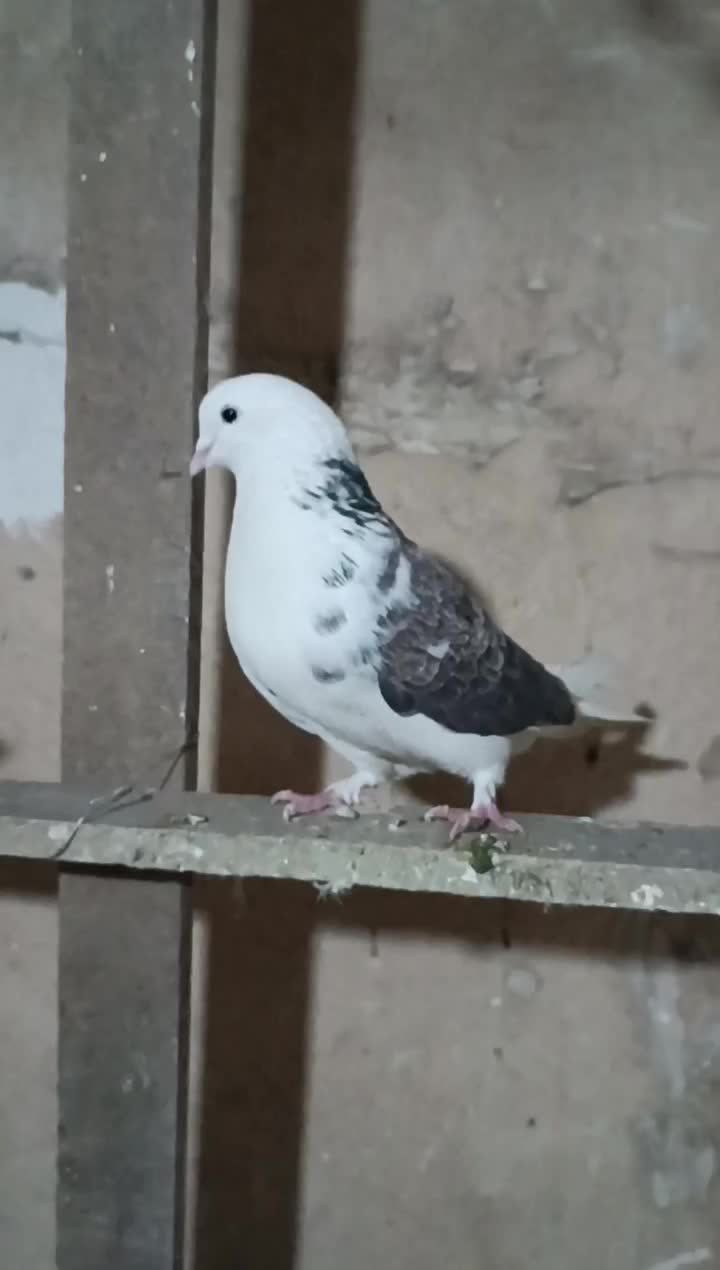 کفتر هوایی|پرنده|نسیمشهر, |دیوار