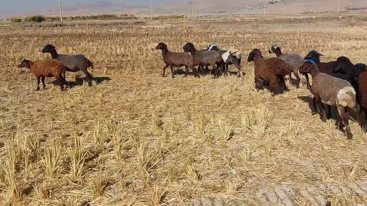 بره ماده|حیوانات مزرعه|سیلاخور, |دیوار