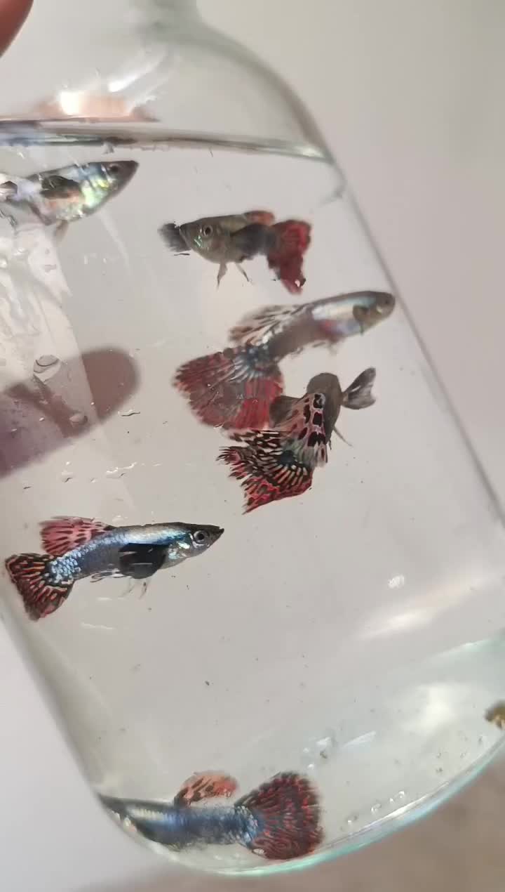 فروش ماهی گوپی نژاد های مختلف|ماهی|نیشابور, شهرآرا|دیوار