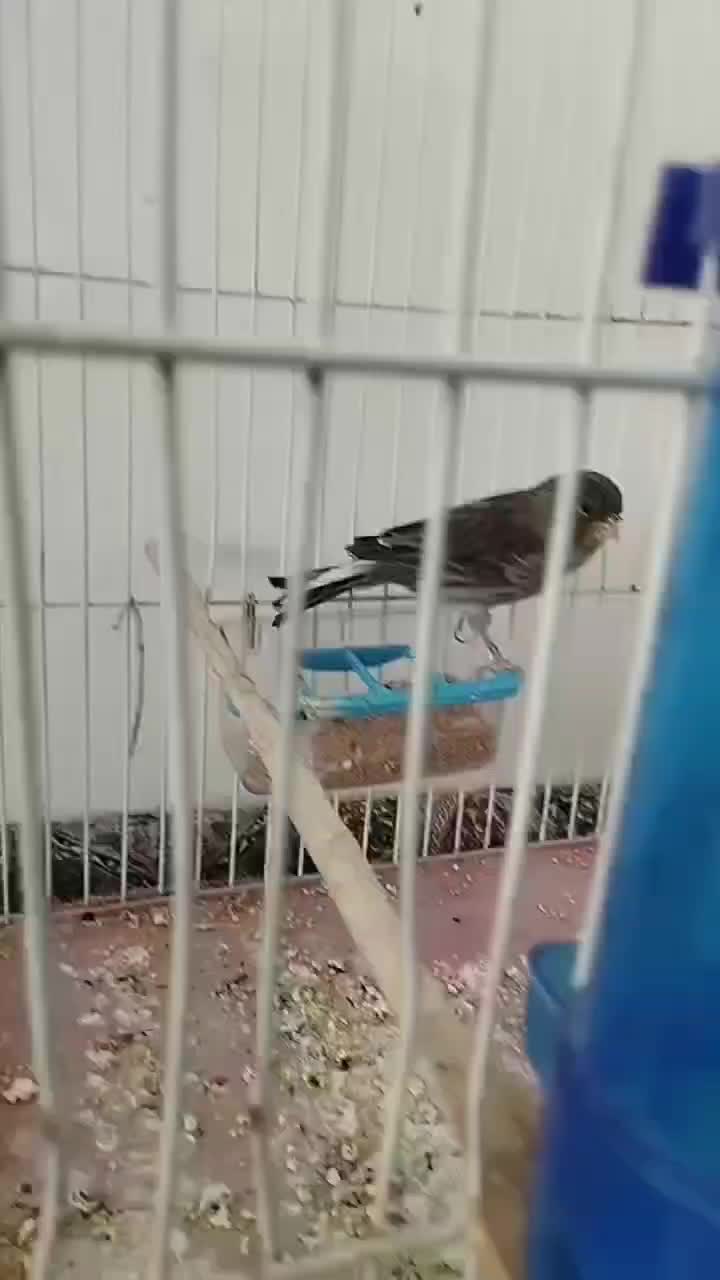 قناری|پرنده|شاهرود, |دیوار