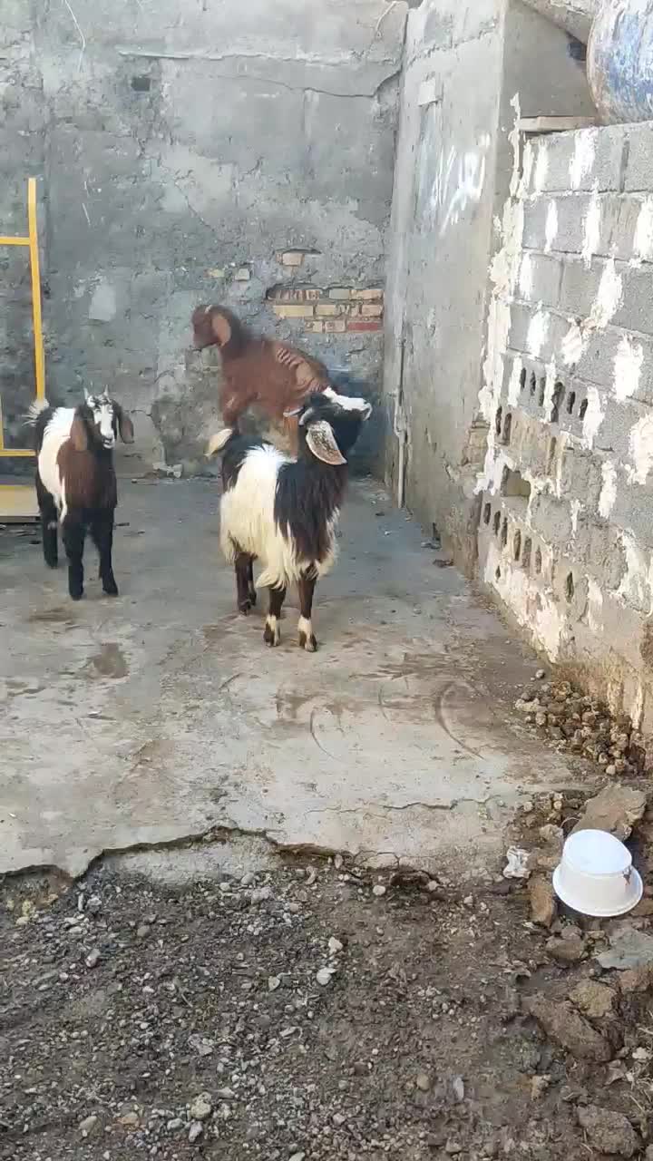 بزغاله|حیوانات مزرعه|سیمین شهر, |دیوار