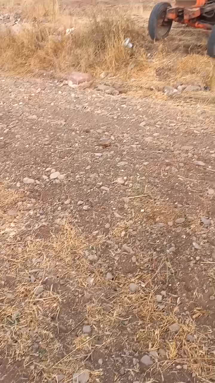 خرید چوب تر و خشک|خدمات باغبانی و درختکاری|مشگین شهر, |دیوار