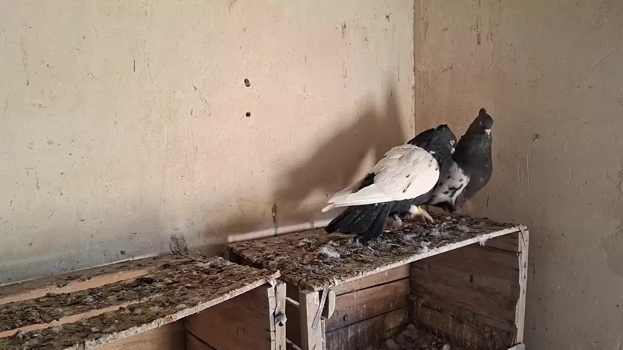 جفت نر ماده دم سیاه و دم قهوای تهران|پرنده|اقبالیه, |دیوار