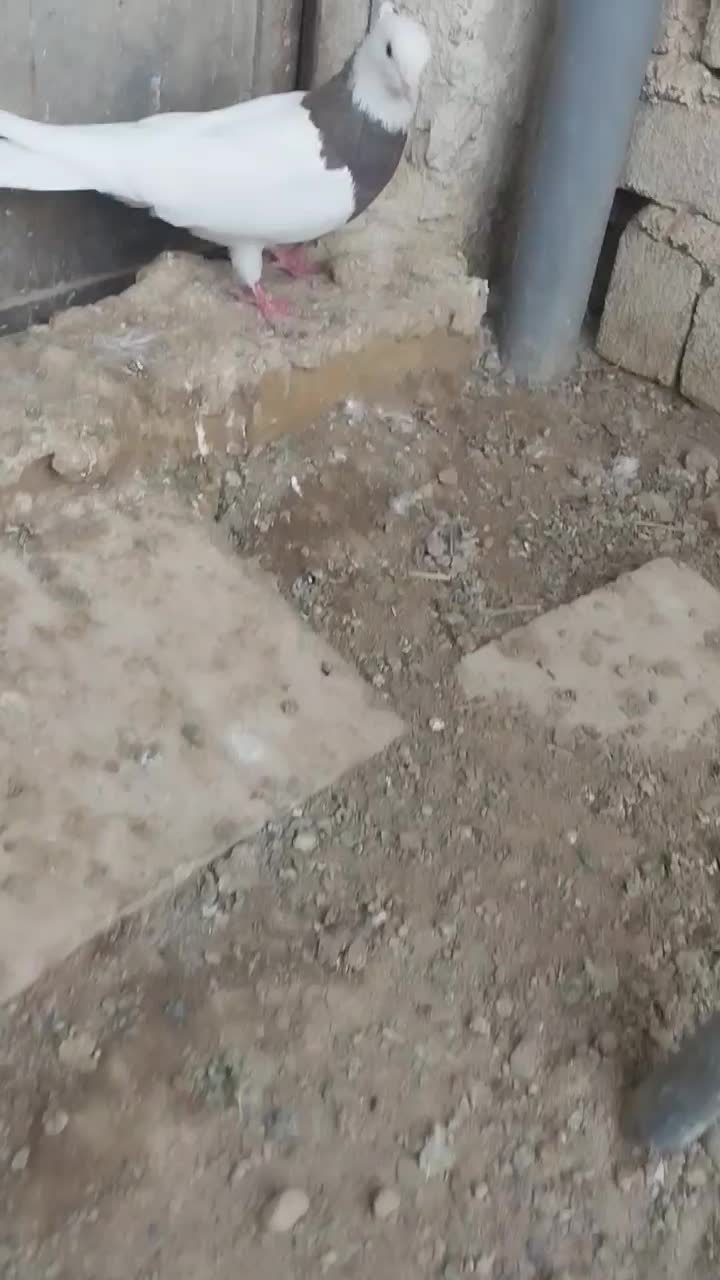 مادهطوقی|پرنده|اسفرورین, |دیوار