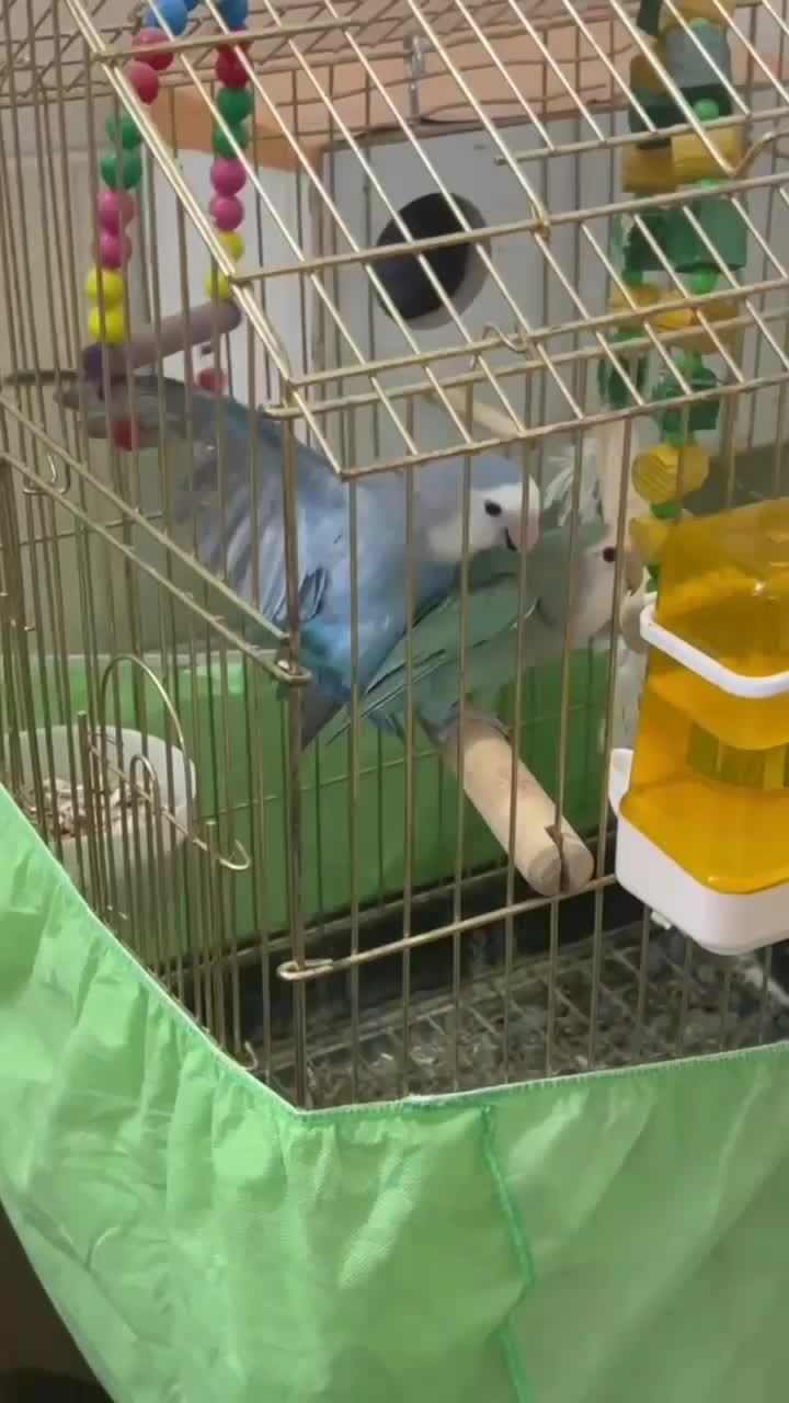 کوتوله خاص|پرنده|قم, نخودی|دیوار