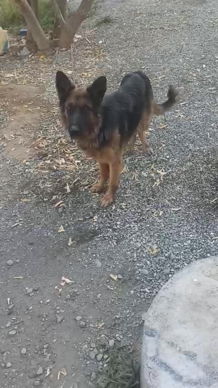 سگ ژرمن|سگ|فاریاب, |دیوار